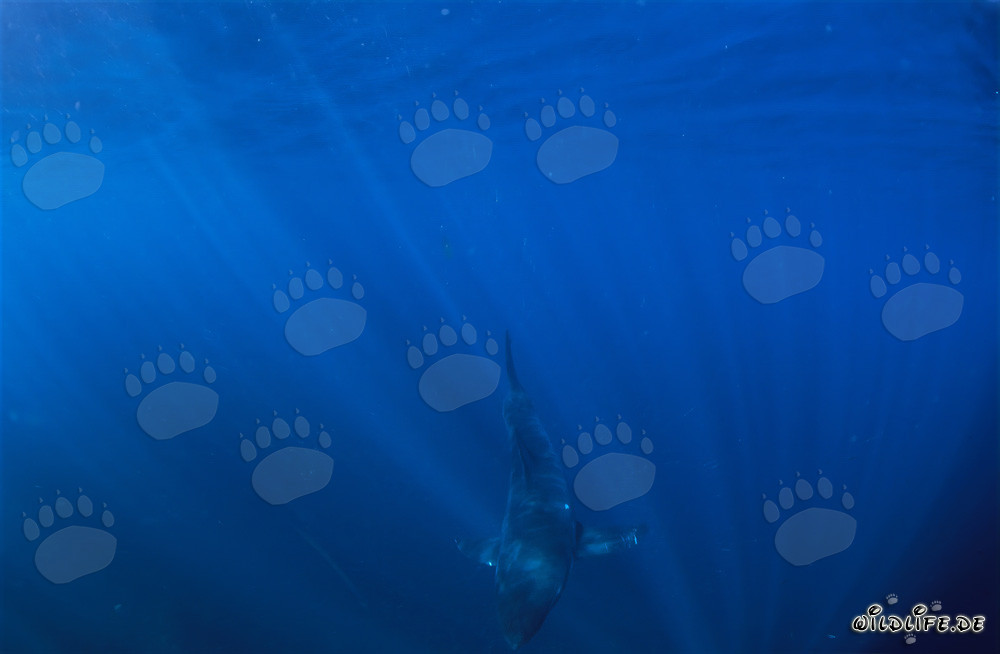 Baby Great White Shark exploring the deep ocean