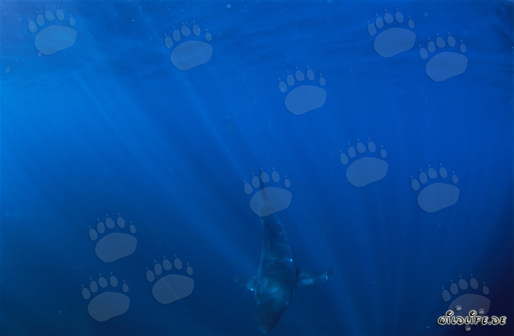 Baby squalo bianco esplora le profondità dell'oceano