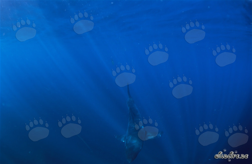 Jeune requin blanc explorant les profondeurs de l'océan