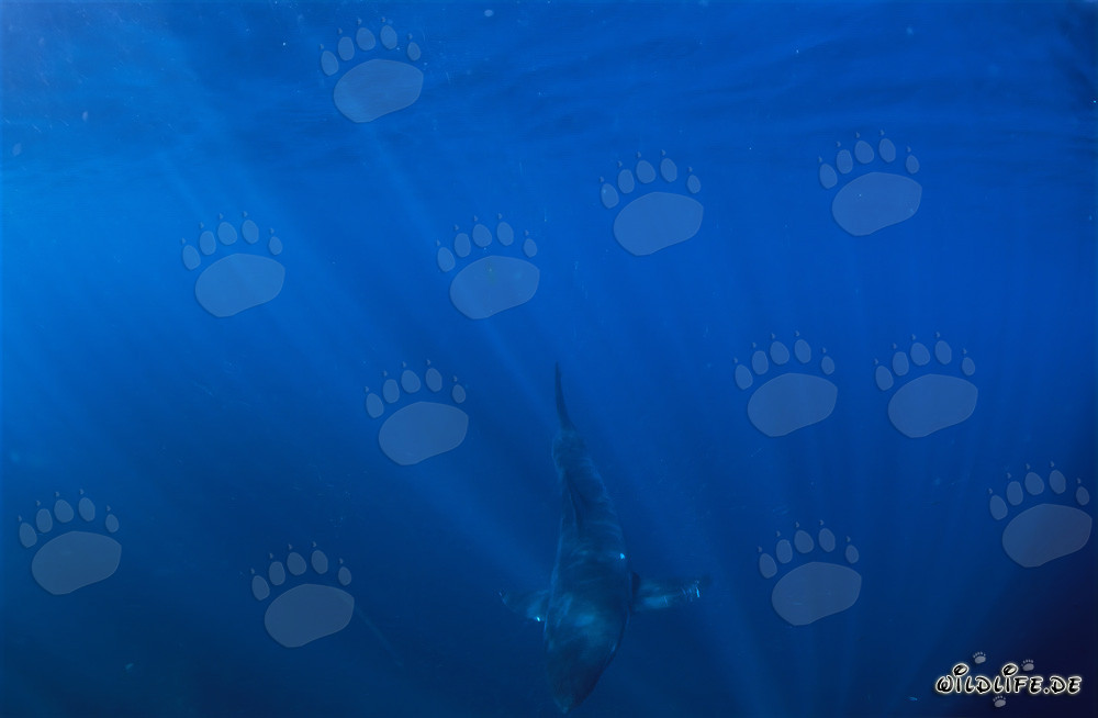 Bebé tiburón blanco explorando las profundidades del océano