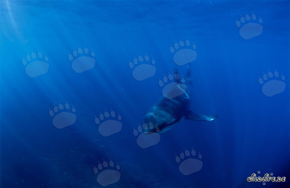 Fascinating Baby Great White Shark in the crystal clear blue water