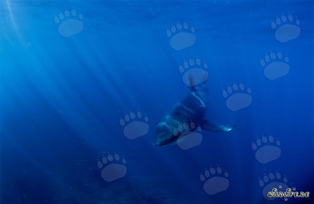 Faszinierendes Baby Weißer Hai im klaren blauen Wasser