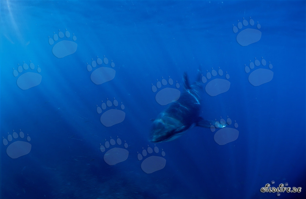 Jeune requin blanc fascinant dans l'eau bleue claire
