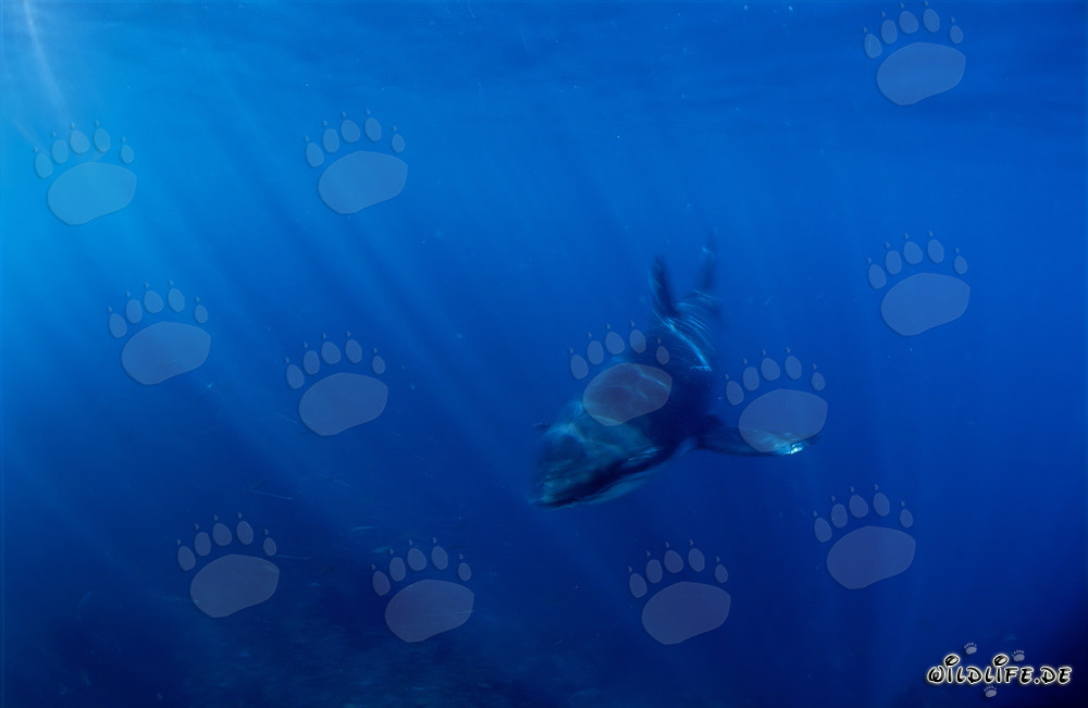 Affascinante cucciolo di squalo bianco nell'acqua blu limpida