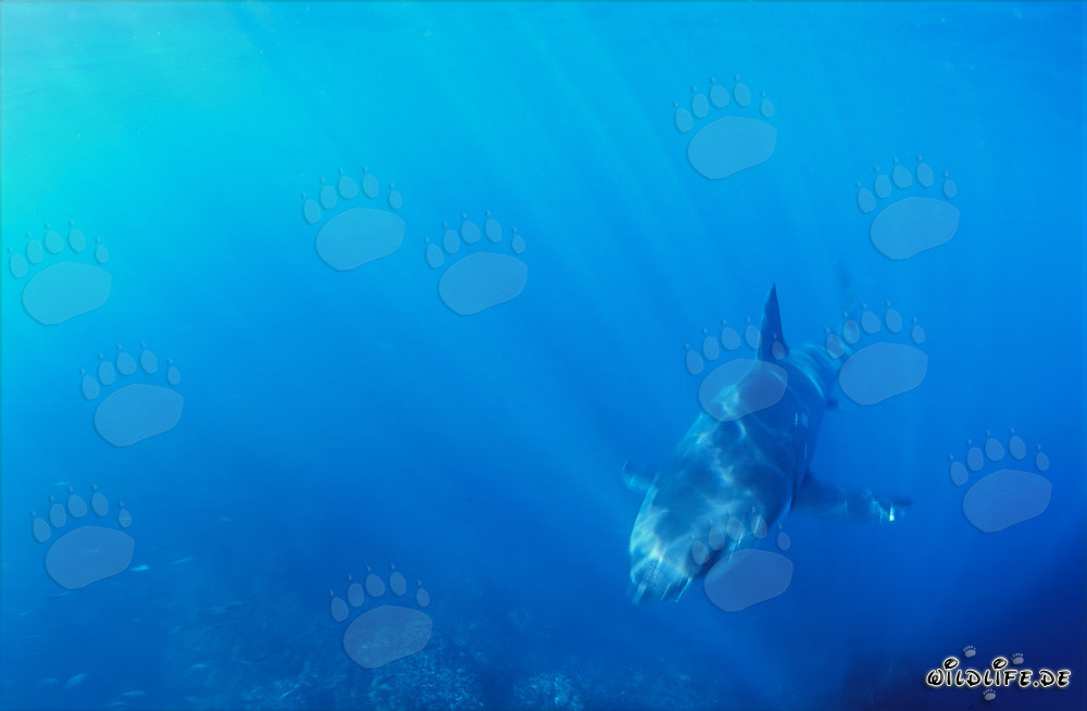Fascinating sight: Baby Great White Shark approaching