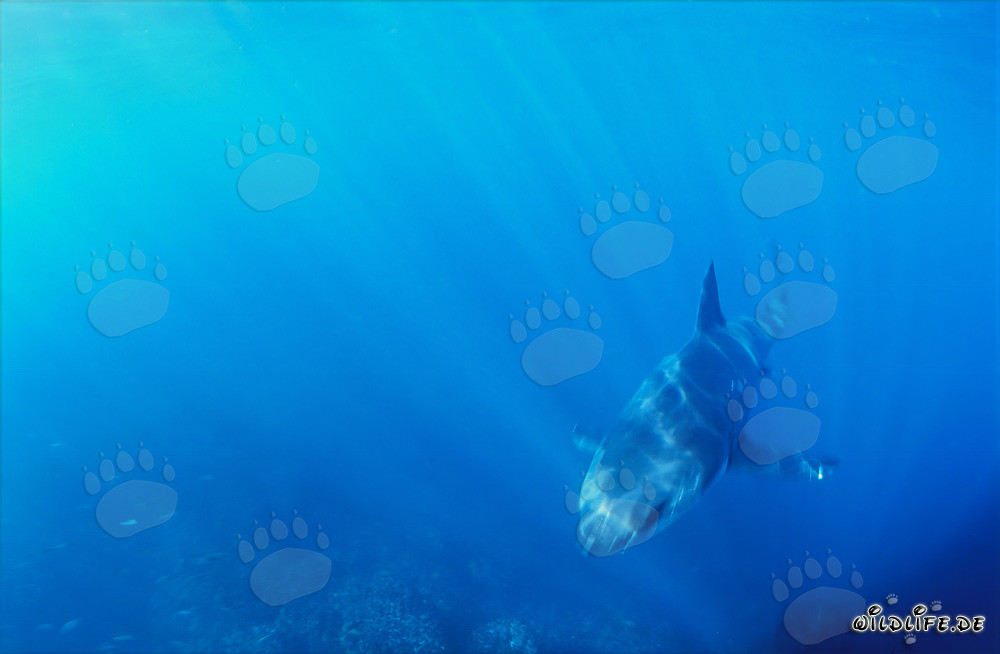 Vista affascinante: baby squalo bianco si avvicina