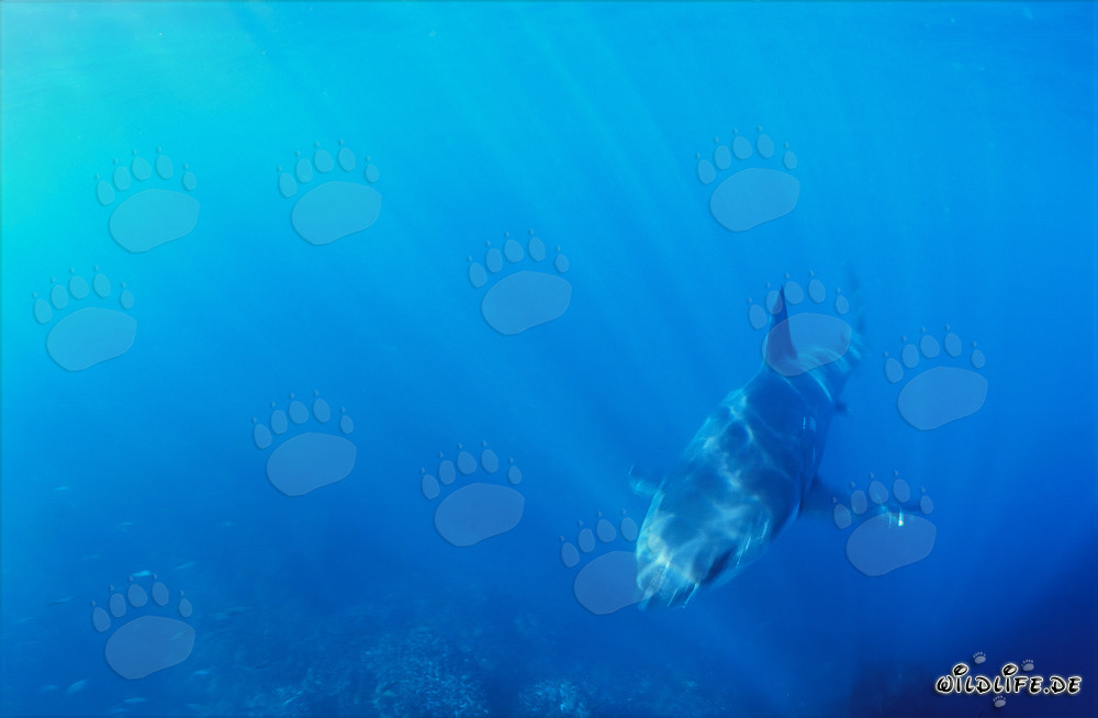 Vue fascinante : un bébé requin blanc s'approche