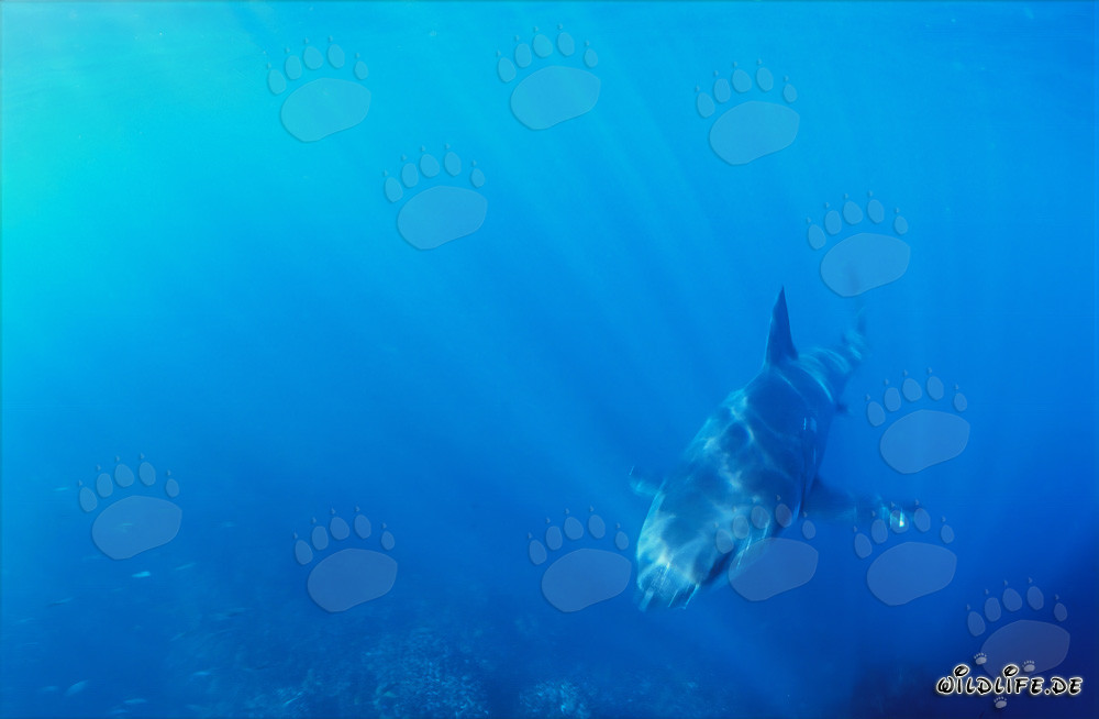 Vista fascinante: bebé tiburón blanco se acerca