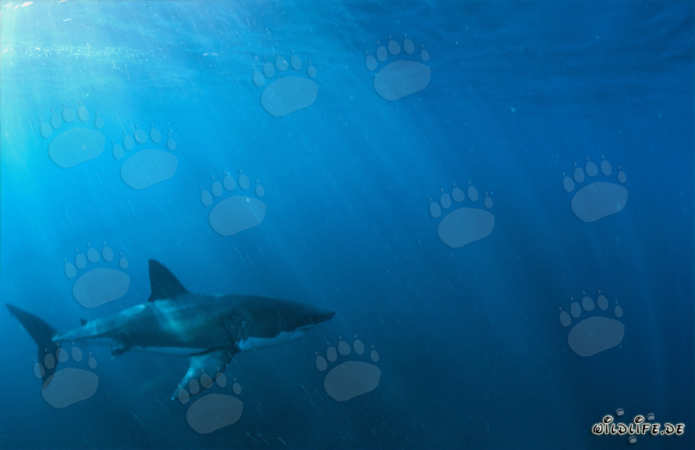 Magnifique Grand Requin Blanc au lever du soleil devant l'île de Dyer