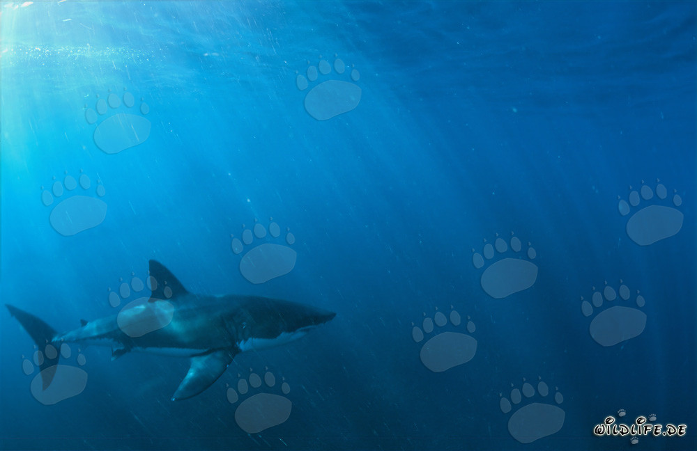 Fascinating Great White Shark at sunrise in front of Dyer Island
