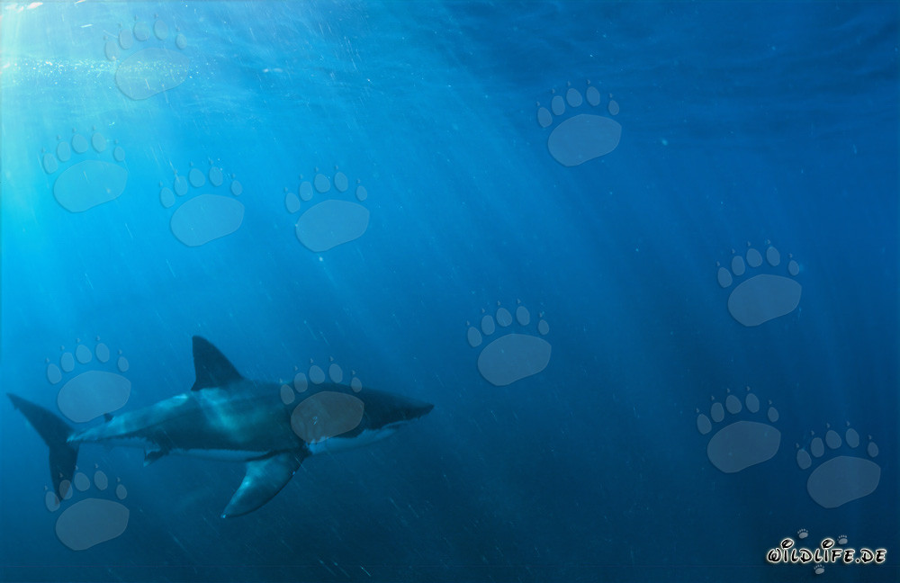 Affascinante Squalo Bianco all'alba davanti all'Isola Dyer