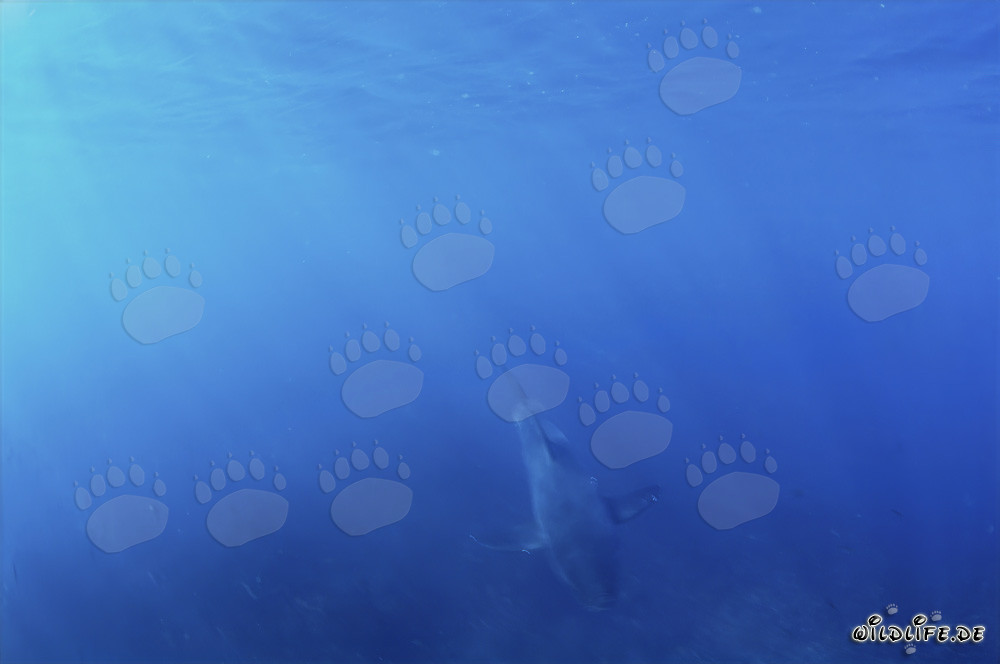 Baby Great White Shark emerging from the blue water