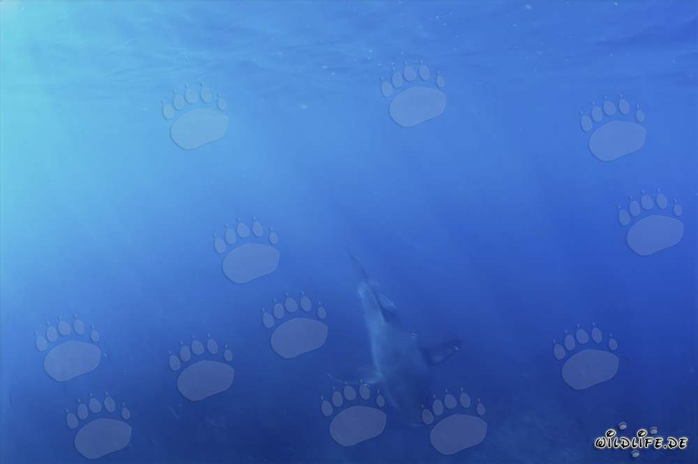 Baby Squalo Bianco emerge dall'acqua blu