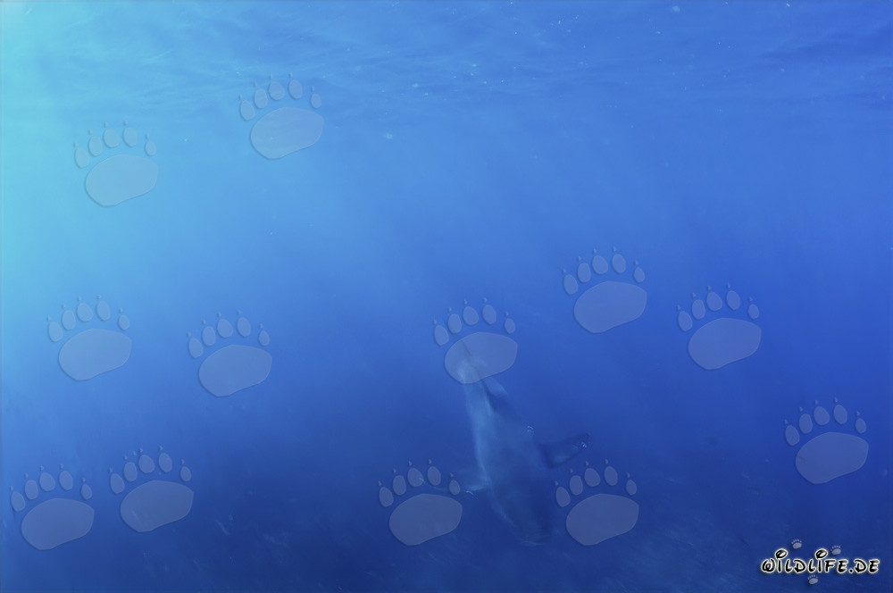 Baby Weißer Hai taucht aus dem blauen Wasser auf