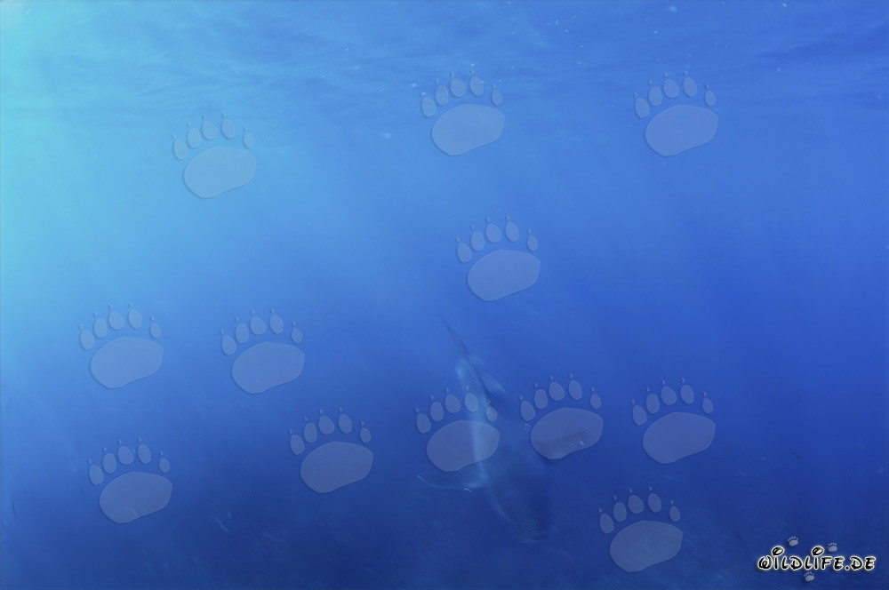 Jeune requin blanc émerge de l'eau bleue