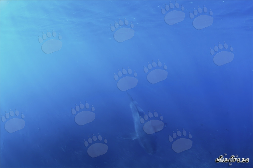 Tiburón Blanco bebé emerge del agua azul