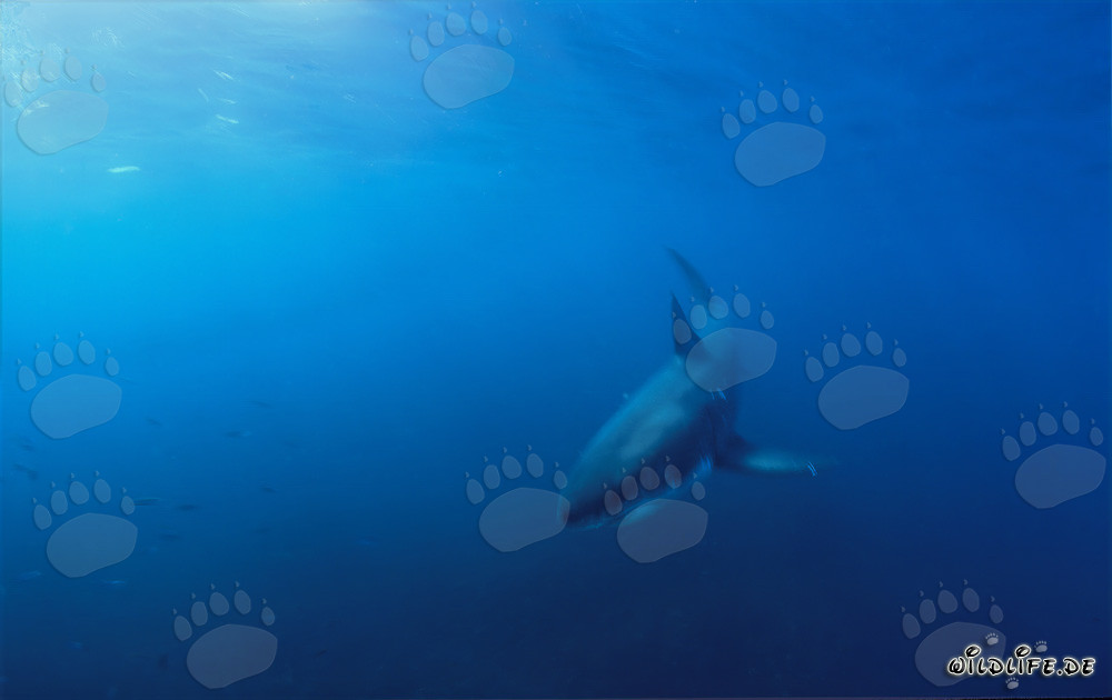 Baby Great White Shark spotted off the coast of Gansbaai