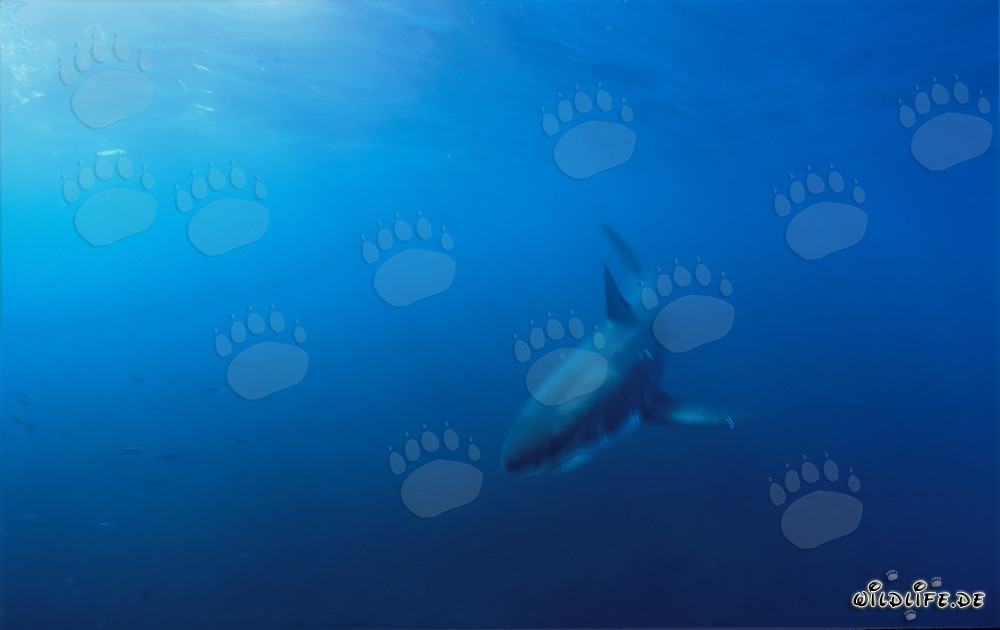 Baby squalo bianco avvistato al largo di Gansbaai