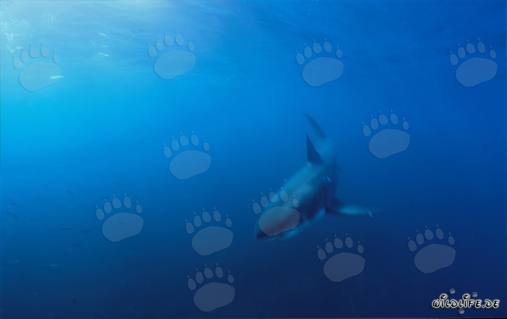 Jeune requin blanc découvert au large de Gansbaai