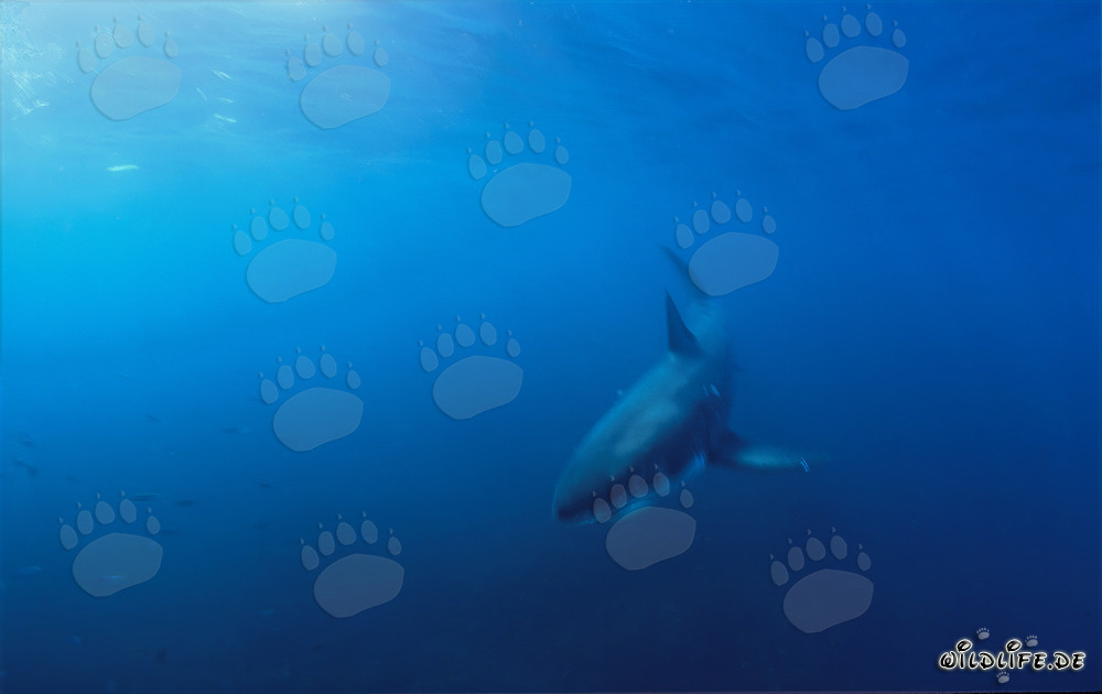 Bebé tiburón blanco descubierto en la costa de Gansbaai