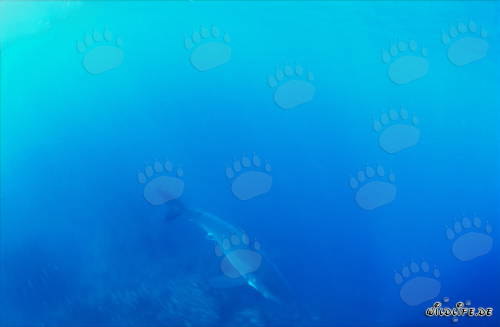 Baby Great White Shark in the mysterious Blue