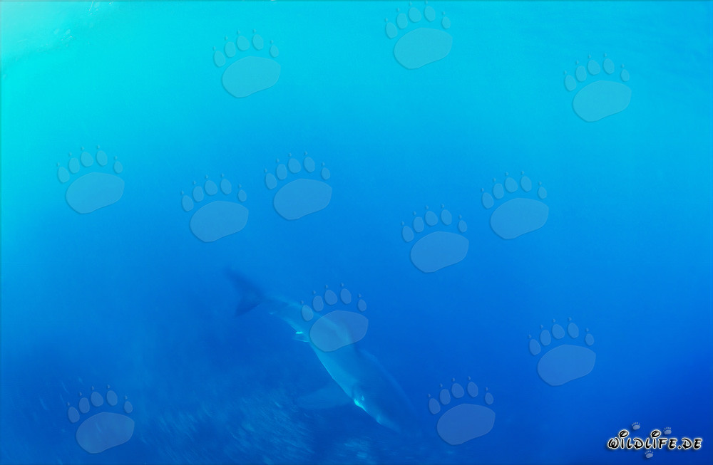 Jeune requin blanc bébé dans le bleu mystérieux