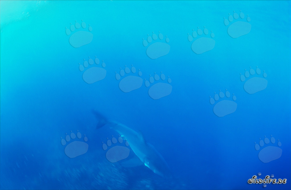 Pequeño tiburón blanco en el azul misterioso