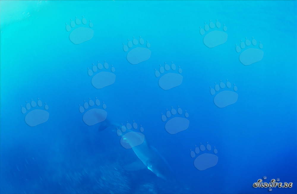 Piccolo squalo bianco nel misterioso blu