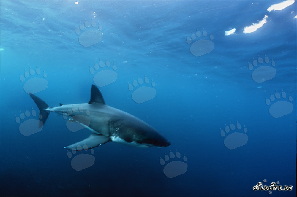 Fascinating Baby Great White Shark in the Vast Ocean
