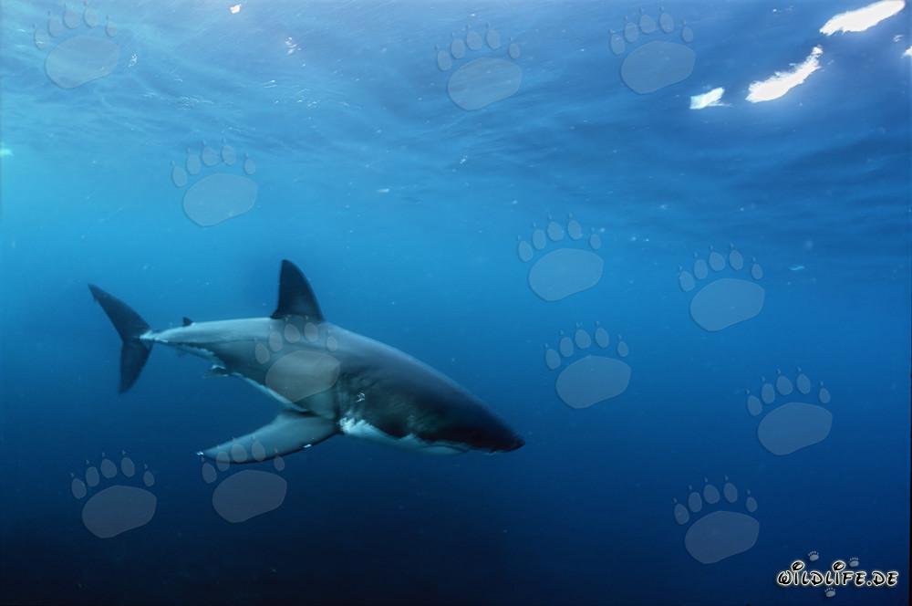 Jeune requin blanc fascinant dans l'immensité de l'océan