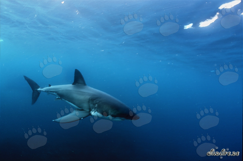 Fascinante bebé tiburón blanco en la inmensidad del océano