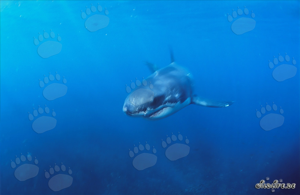 Jeune Requin Blanc en chasse