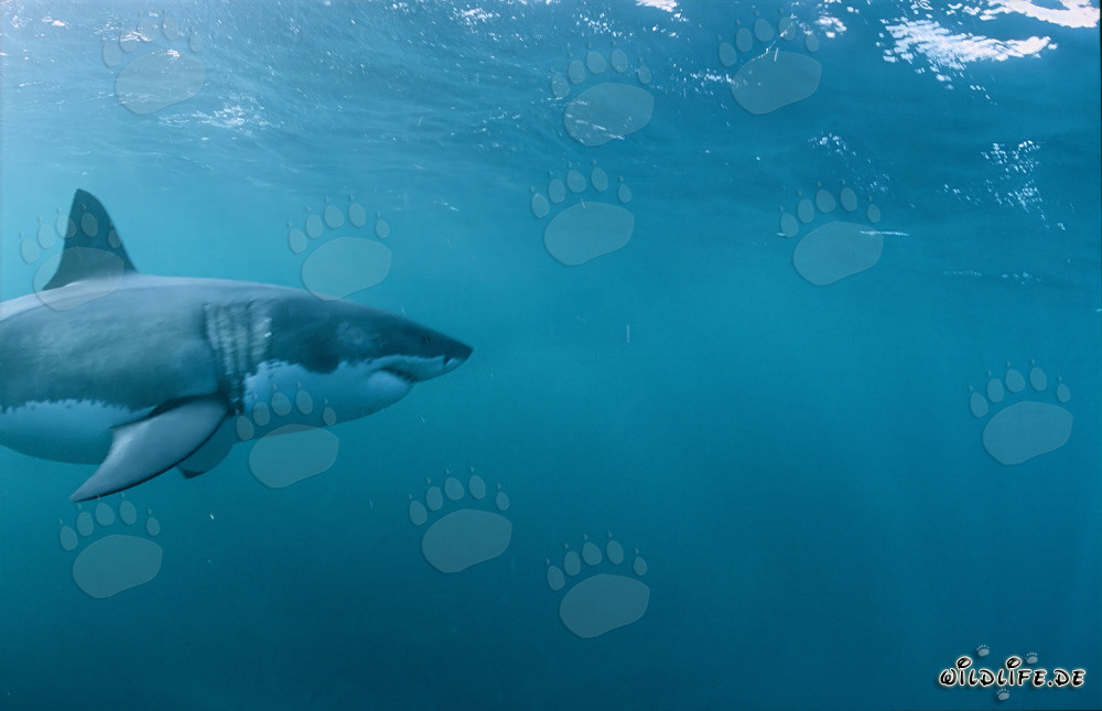 Impresionante Gran Tiburón Blanco: Símbolo de Evolución y Fuerza