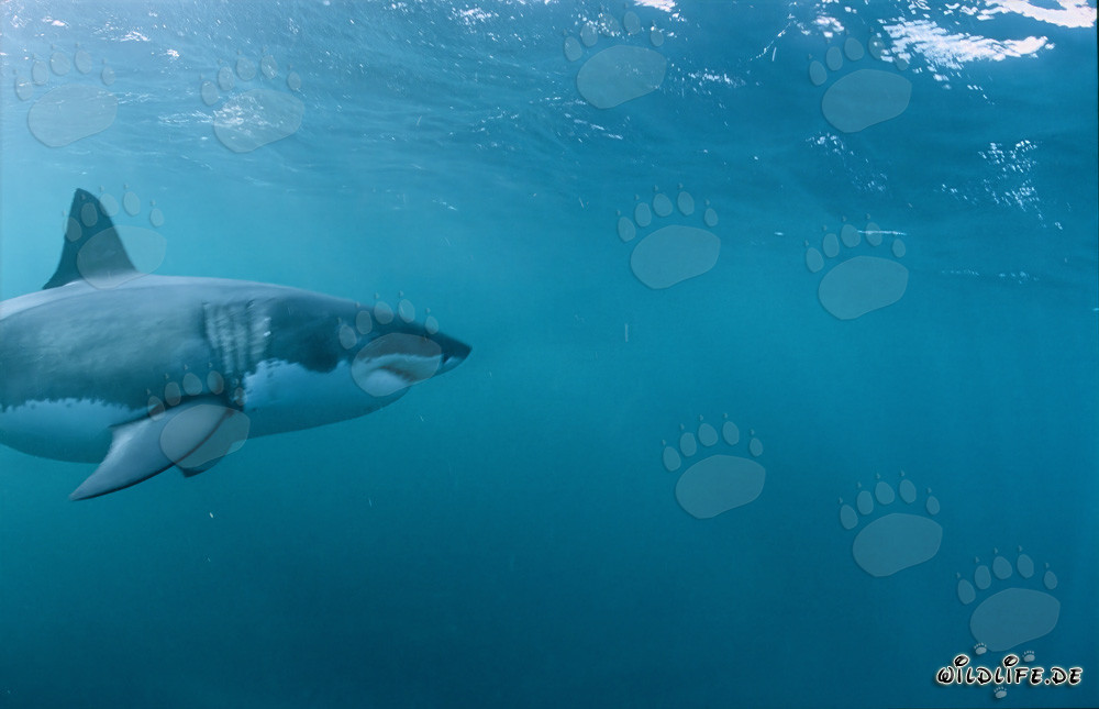 Grand Requin Blanc Imposant : Symbole d'Évolution et de Force