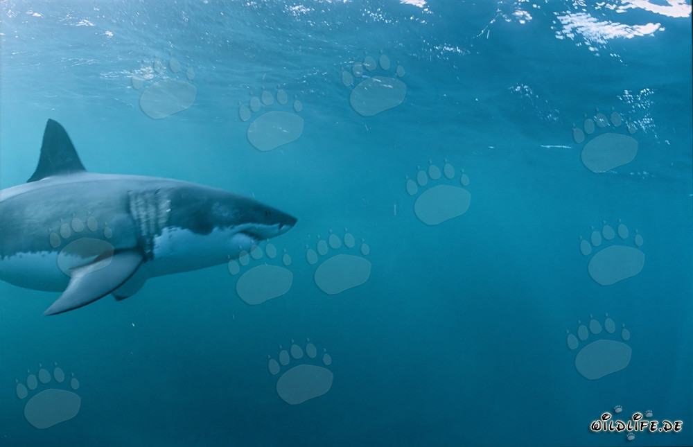 Majestic Great White Shark: Icon of Evolution and Strength