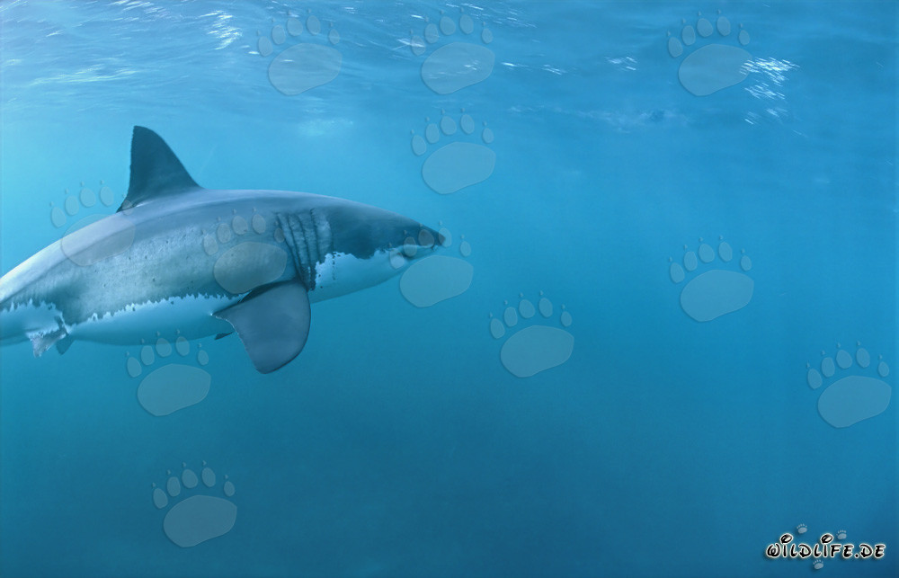 Grand requin blanc fascinant au large de Gansbaai