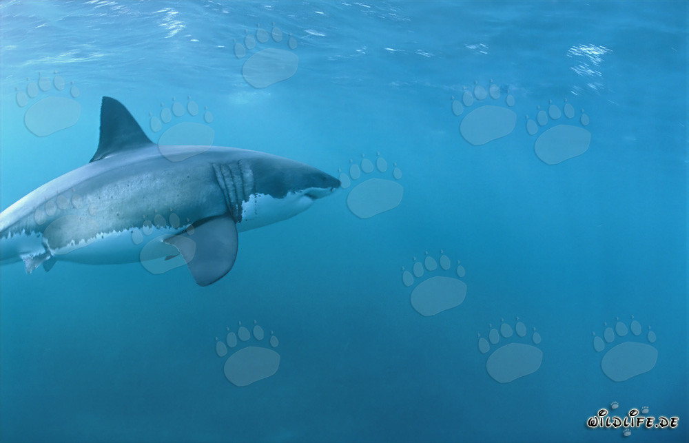 Fascinating Great White Shark off the coast of Gansbaai
