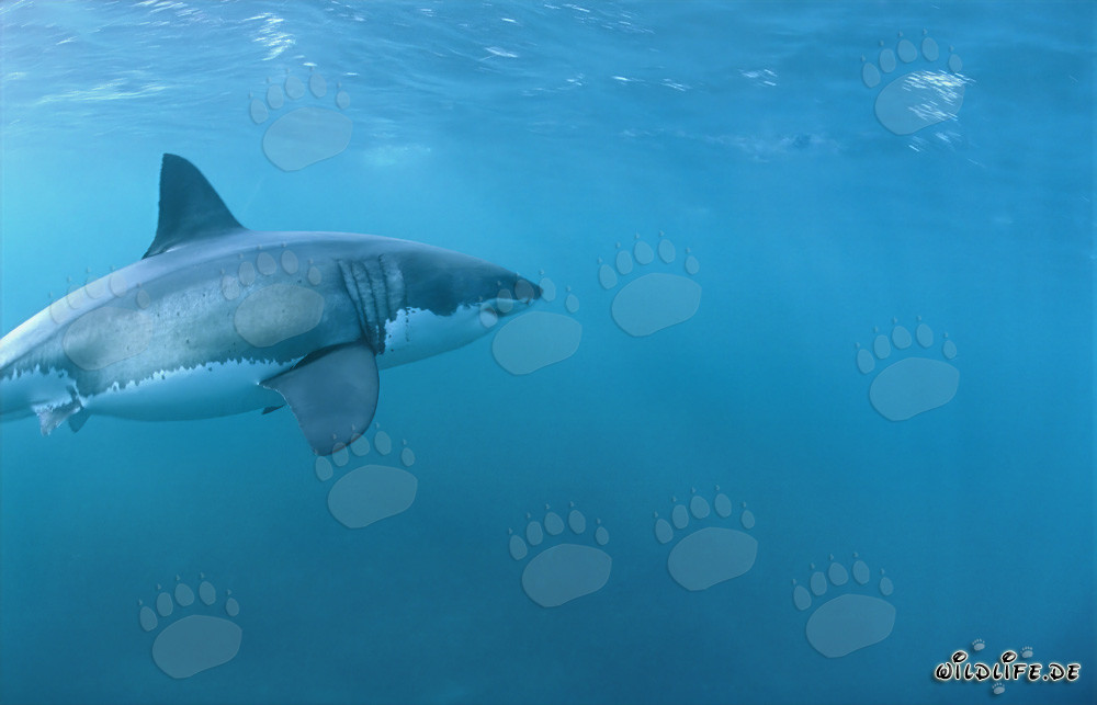 Faszinierender Weißer Hai vor der Küste von Gansbaai