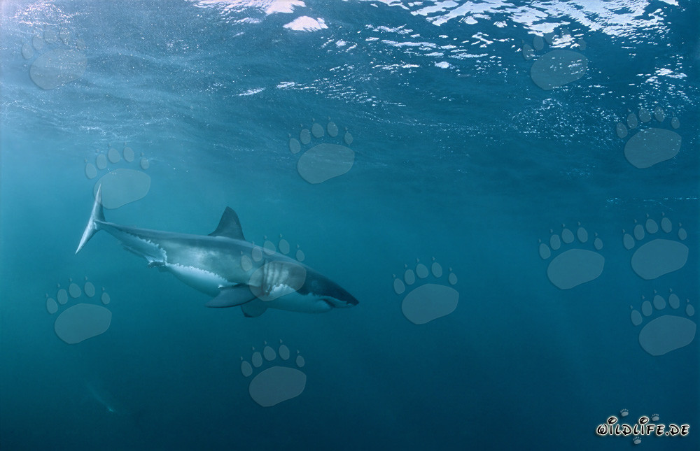 Maître des mers : Grand requin blanc