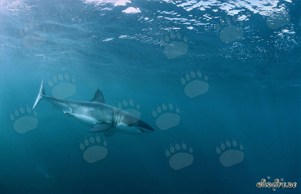 Great White Shark - Lord of the Sea