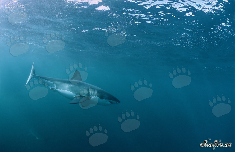 Herrscher der Meere: Großer Weißer Hai