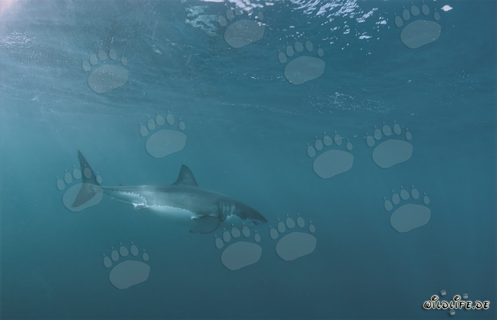 Grand requin blanc : majestueux habitant des mers en Afrique du Sud
