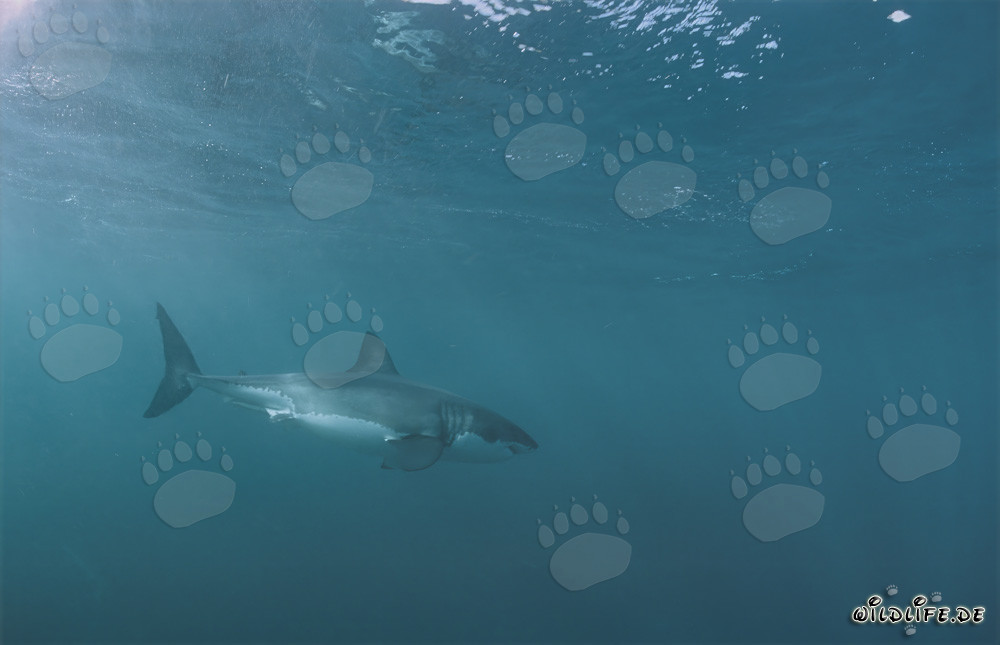 Gran tiburón blanco: majestuoso habitante marino en Sudáfrica