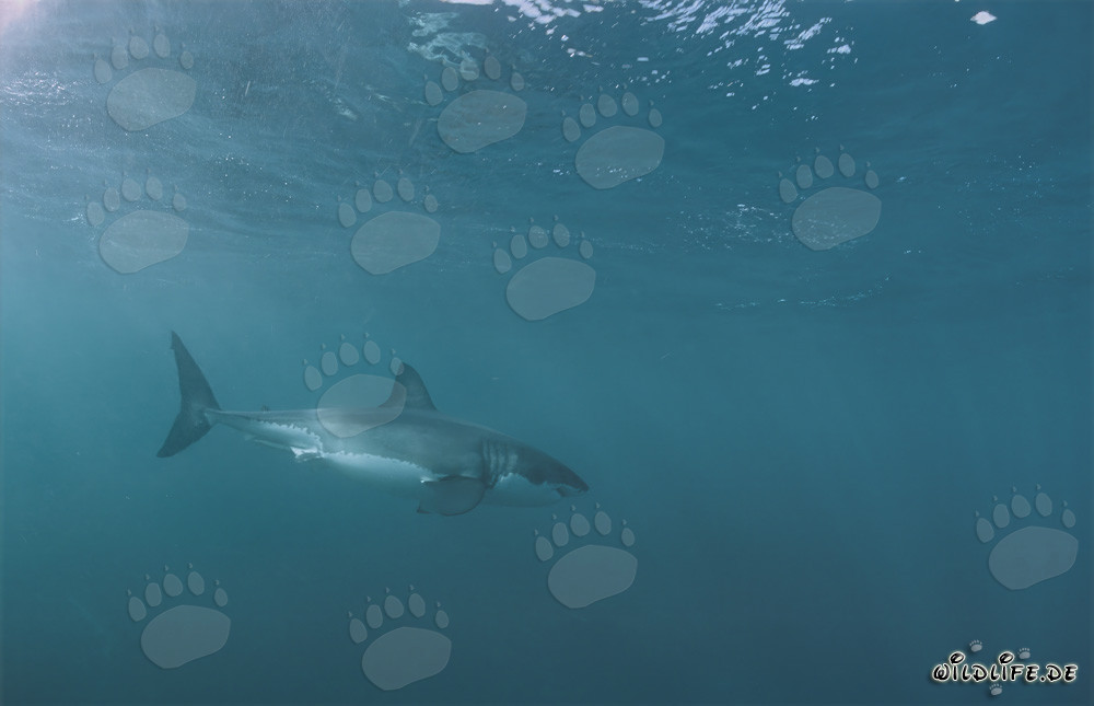 Impressive Great White Shark: Majestic Marine Creature in South Africa