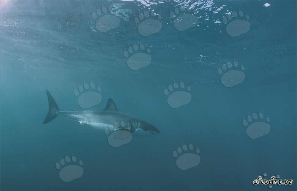 Imponente squalo bianco: maestoso abitante marino in Sudafrica