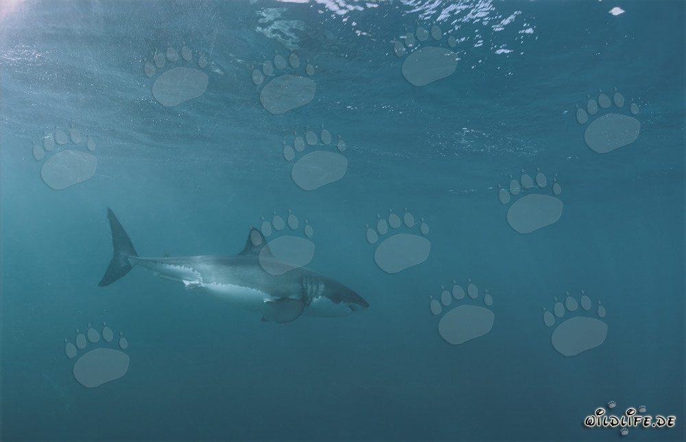 Imposanter Weißer Hai: Majestätischer Meeresbewohner in Südafrika