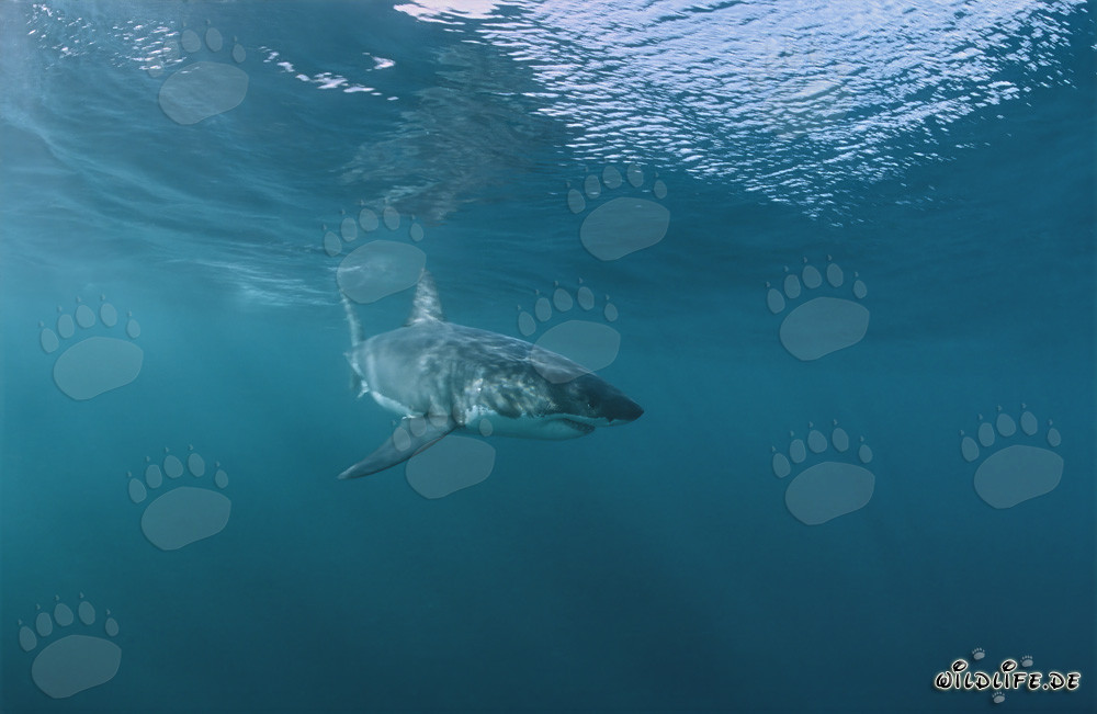 Giovane squalo bianco nuota in superficie