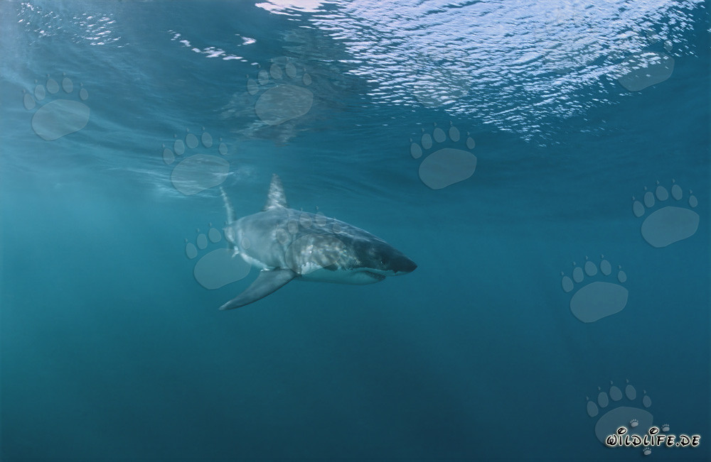 Jeune requin blanc nage à la surface de l'eau