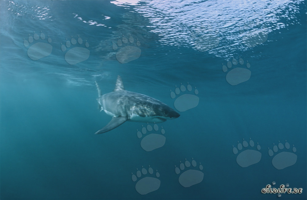 Tiburón blanco joven nada en la superficie del agua