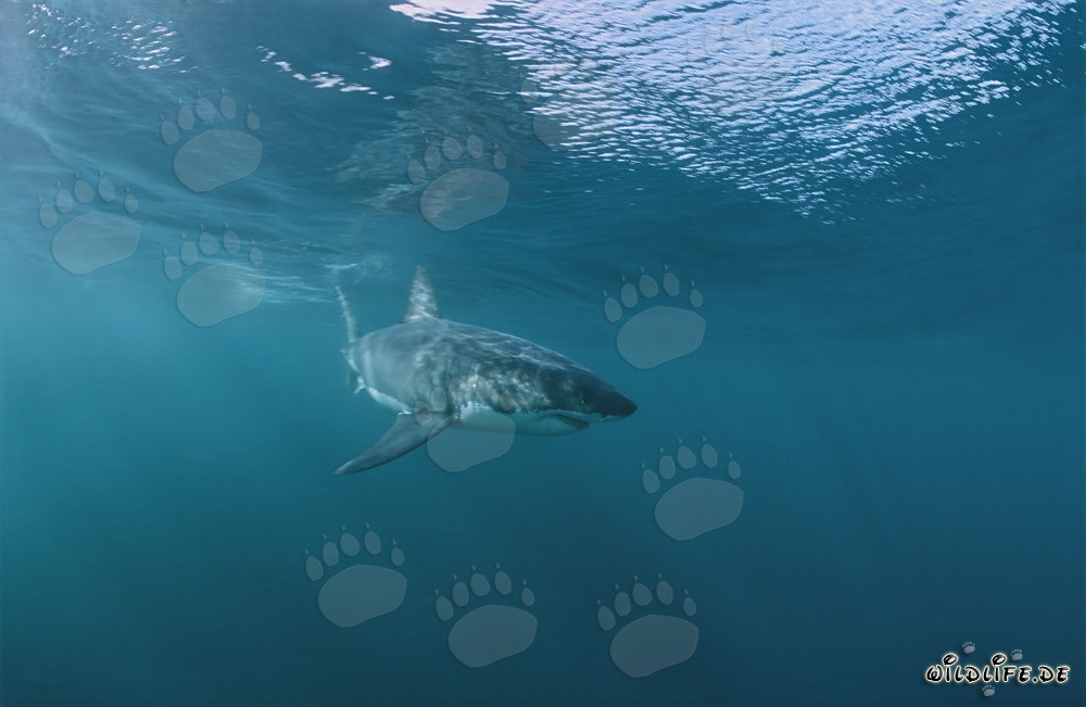 Jungtier Weißer Hai schwimmt an der Wasseroberfläche